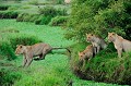  lions,kenya,afrique 