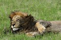 Le chef du clan a franchi l'obstacle difficilement, perdant gloire et autorité sur son clan. lion,kenya,afrique 