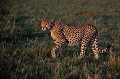  guepard,kenya,afrique 