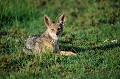  chacal,kenya,afrique 