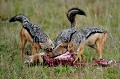 Les Chacals à chabraque dévorent leur proie (une gazelle) avec avidité. chacals,kenya,afrique 
