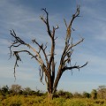 On aperçoit sur l'une des plus hautes branches, l'un des plus beaux rapaces d'Afrique : l'aigle Martial. samburu,aigle,martial,kenya,afrique 