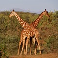 Présentes dans le nord du Kenya, leur robe sont colorées de taches marron foncé, séparées par de fines lignes blanches, qui font penser à des figures géométriques... girafes,reticulees,kenya,afrique 