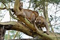 Contrairement au Léopard qui affiche une grande aisance à grimper et à vivre dans les arbres, les lions se montrent beaucoup plus fébriles en ce domaine... lions,kenya,afrique 