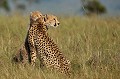 Hors de toute vie sociale, la femelle élève seule sa progéniture. Elle a à coeur de protéger, nourrir, éduquer son bébé. Au cours des premières semaines qui suivent la naissance, elle doit l'abandonner régulièrement, à l'abri dans un fourré, pour aller chasser et prendre des forces. Cette absence peut être dangereuse pour le petit car elle laisse le champ libre aux prédateurs (hyènes, chacals, babouins, lions...) guepards,Kenya,afrique 