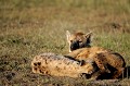 La hyène tachetée donne naissance à un petit (rarement deux ou trois) au terme d'une gestation de 4 mois. Elle a quatre mamelles et peut nourrir son bébé sur une période de 12 à 18 mois. hyenes,Kenya,afrique 