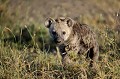 Ce petit est âgé d'environ 6 mois. hyene,Kenya,afrique 