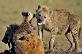 Les Hyènes vivent en clan de plusieurs dizaines d'individus, sur un territoire de 10 à 30 km2, marqué d'urine, crottes et sécrétions de glandes anales. Elles occupent les espaces plats et découverts, mais habitent sur les hauteurs, dans une tanière qui abrite le centre de la vie du groupe. Les Hyènes élèvent leurs petits dans une tanière collective. C'est une société matriarcale dominée par une ou deux femelles... hyenes,Kenya,afrique 