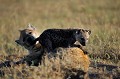 Malgré sa ressemblance avec les canidés, la Hyène n'est pas de la même famille que les chiens. C'est un animal puissant, au dos légèrement tombant, à la démarche chaloupée, qui possède  des traits anatomiques proches des viverridés, civettes, genettes et mangoustes...Le mâle est d'une morphologie plus petite que celle de la femelle. hyènes,Kenya,afrique 