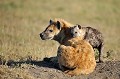  hyenes,Kenya,afrique 