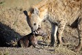 La plupart du temps, les hyènes occupent un terrier abandonné par un oryctérope, qu'elles ont agrandi et aménagé avec plusieurs sorties et où sont cachés les bébés. Sur cette vue, on voit la mère aider son petit de quelques jours à sortir du trou... hyenes,Kenya,afrique 