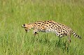 Le prolongement du bond... serval,Kenya,afrique 