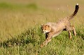 Ce bébé guépard est recouvert d'un épais manteau de poils gris argenté, qui lui permet de mieux se camoufler dans l'herbe et aussi de se protéger du froid. Il commence à disparaitre à 3 mois, mais peut encore être observé à l'âge de 2 ans... guepard,kenya,afrique 