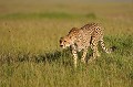 Le Guépard consomme environ 3 kg de viande par jour. Proies favorites : gazelles de Thomson, impalas, lièvres, dik-diks, pintades, jeunes phacochères et jeunes gnous... guepard,kenya,afrique 