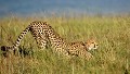 Une fois la proie repérée, le guépard s'approche au plus près, protégé par les hautes herbes, puis accélère à haute vitesse (120 km/heure au plus vite) pour fondre sur sa victime. Il tue par étouffement en saisissant l'animal à la gorge. guepard,Kenya,afrique 