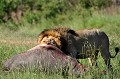 Un jeune hippopotame a été tué par des lionnes, alors que celui ci regagnait la rivière avec sa mère après avoir brouté l'herbe toute la nuit. Le chef du clan s'est accaparé du cadavre et prélève sa part avec avidité. lion,hippopotame,Kenya,afrique 