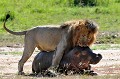 Le lion qui s'est déjà beaucoup rempli la panse avec les viscères de cette proie, s'est mis dans la tête de traîner le cadavre à l'ombre d'un buisson distant d'une cinquantaine de mètres, afin de la soustraire à la convoitise des hyènes, chacals et vautours qui accourent, attirés par l'odeur du sang... Sa méthode de transport est très particulière. Au lieu de tracter la carcasse en reculant, le lion s'entête à la faire avancer en se positionnant sur elle !!! lion,hippopotame,Kenya,afrique 
