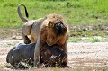 Les yeux injectés de sang, l'estomac plein comme un oeuf, le souffle court, le lion poursuit son effort sous un soleil de plomb... Avec sa mâchoire, il tient le cadavre, avançant à la force des reins, centimètre par centimètre !!! lion,hippopotame,Kenya,afrique 