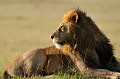 Pour les guerriers Masaï, le lion symbolise la noblesse et le courage. C'est un animal puissant et majestueux, craint et respecté de tous. lion,kenya,afrique 