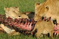 En général ce sont les lionnes qui repèrent les proies et procèdent à la mise à mort. Le lion intervient parfois pour donner le coup de grâce. Il prélève toujours sa part en premier et accapare la carcasse, puis ce sont les lionnes qui sont invitées au festin et enfin les plus jeunes... Ce protocole est immuable. Sur cette vue, les fauves achèvent le cadavre d'un élan du cap. lions,Kenya,afrique 