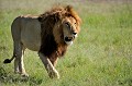 Le lion a besoin de 7 kg de viande par jour. Il lui arrive d'ingérer jusqu'à 30 kg en une seule fois. En ce cas, la démarche devient lourde et la digestion difficile. Une période de sommeil de 16 à 20 heures est alors nécessaire. lion,kenya,afrique 