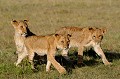  lions,kenya,afrique 