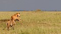Les lionnes ont repéré une antilope isolée. Elles observent cette proie potentielle, rampant progressivement vers elle... lionnes,kenya,afrique 
