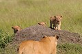 Pendant la chasse, cette lionne s'est éloignée de ses petits. Son retour est salué avec joie par les lionceaux... lions,Kenya,afrique 