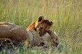 C'est bon de pouvoir jouer avec sa maman ! lions,kenya,afrique 