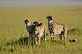 Ces trois guépards sont les stars de la savane. Frères et inséparables, ils sont réputés pour être de fins et redoutables chasseurs ! guepards,Kenya,afrique 