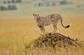 Le guépard passe une partie de sa journée à observer la nature environnante, en quête d'une proie potentielle. Une termitière, un arbre mort et parfois le capot ou le toit d'un 4X4 peuvent faire office de tour de gué ! guepard,kenya,frique 