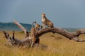  guepards,kenya,afrique 