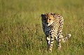  guepard,Kenya,afrique 