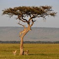 Contrairement aux léopards qui en font leurs lieux d'habitation et d'observation, les guépards ne grimpent pas aux arbres. guepards,Kenya,afrique 