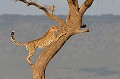  guepard,Kenya,afrique 
