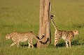  guepards,Kenya,afrique 