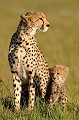  guepards,kenya,afrique 