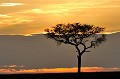  masai,mara,kenya,afrique 