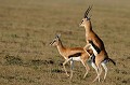 Ces gazelles, mets préférés des félins, vivent dans les savanes à acacias, les grands pâturages à herbe courte. Elles se reproduisent toute l'année. Un jeune naît au terme d'une gestation de six mois. gazelles,thomson,kenya,afrique 