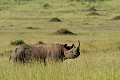 Le rhinocéros est une espèce très menacée. En 1970 l'Afrique comptait 70 000 rhinocéros noirs. On en dénombre aujourd'hui moins de 3000 dont 400 au Kenya. C'est donc une vraie chance et une grande émotion de pouvoir croiser un tel animal... rhinoceros,noir,kenya,afrique 