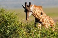  girafe,pique-boeuf,kenya,afrique Kenya 