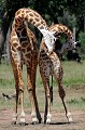  girafes,Kenya,afrique 