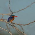 (Alcedo cristata) Ce superbe oiseau est posé sur une branche au dessus de l'eau, aux aguets à la recherche d'une proie...  