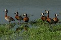 (Dendrocygna viduata) Ces oiseaux vivent en petites colonies dans les zones humides d'eau douce et se nourrissent d'herbes, graines, riz et invertébrés aquatiques.  