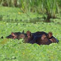Les hippopotames passent leur journée dans l'eau pour protéger leur peau sensible aux rayons du soleil. Ils sortent de la rivière la nuit pour aller brouter l'herbe de la savane...  