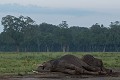 Si dans un zoo les éléphants dorment chaque jour 5 à 6 heures, dans la nature ils s'accordent au mieux 2 heures de sieste principalement la nuit...  