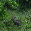 Cette minuscule antilope se rencontre dans tous les types de brousse épineuse, les forêts et les galeries...  