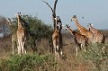 Elles se distinguent de la girafe masaï et la girafe réticulé par leurs longues pattes de couleur blanche. Espèce très menacée.  