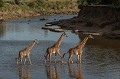 Un petit groupe de girafes s'engage après plusieurs heures d'hésitation à traverser la rivière Mara. Quelques jours auparavant un adulte de ce même groupe s'est aventuré seul pour reconnaitre le territoire sur l'autre bord et attend sa famille...  