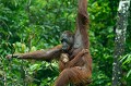L'Orang Outan est le singe le plus intelligent du monde. Capable d'apprendre la langue des signes, d'utiliser des outils... Il possède 97 % de gènes en commun avec l'homme. De fourrure rougeâtre, Il se distingue par des mains et des pieds préhensiles, des bras puissants plus longs que ses jambes.
Cet animal n'est visible que dans les îles de Bornéo (100 000 individus) et Sumatra (13 000 individus)...  